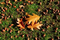 Herbst, bunte Jahreszeit mit Herbstlaub ,Weintrauben, Kastanien, Kürbisse, Nüssen, Eicheln, und vielen mehr!,...