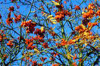 Herbst, bunte Jahreszeit mit Herbstlaub ,Weintrauben, Kastanien, Kürbisse, Nüssen, Eicheln, und vielen mehr!,...