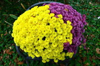Herbst, bunte Jahreszeit mit Herbstlaub ,Weintrauben, Kastanien, Kürbisse, Nüssen, Eicheln, und vielen mehr!,...