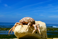 Île d’Oléron Insel des Lichts, mit Saint-Pierre, La Cotiniere, Le Château, Dolus, Saint-Denis, Saint-Georges, Le Grand-Village-Plage, Boyardville, Saint-Trojan-les-Bains und  La Brée les Bains 