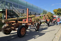Auf zur Merfeller Kerb 2025 es ist wieder Kerwezeit mit den Merfeller Kerweborschen und der Kerweumzug durch Mörfelden