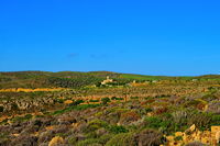 Griechenland Insel Kreta Mochlos Insel Agios Nikolaos Nordostküste Sitia Vai Palm Beach