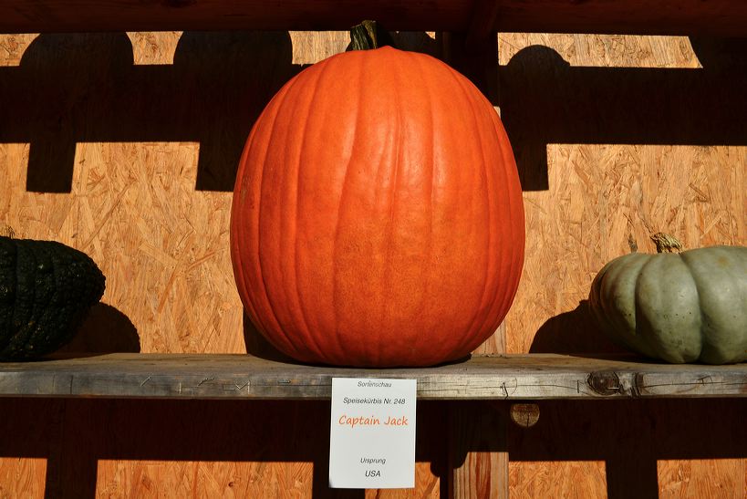 Weltgrößte Kürbisausstellung in Ludwigsburg im Blühenden Barock