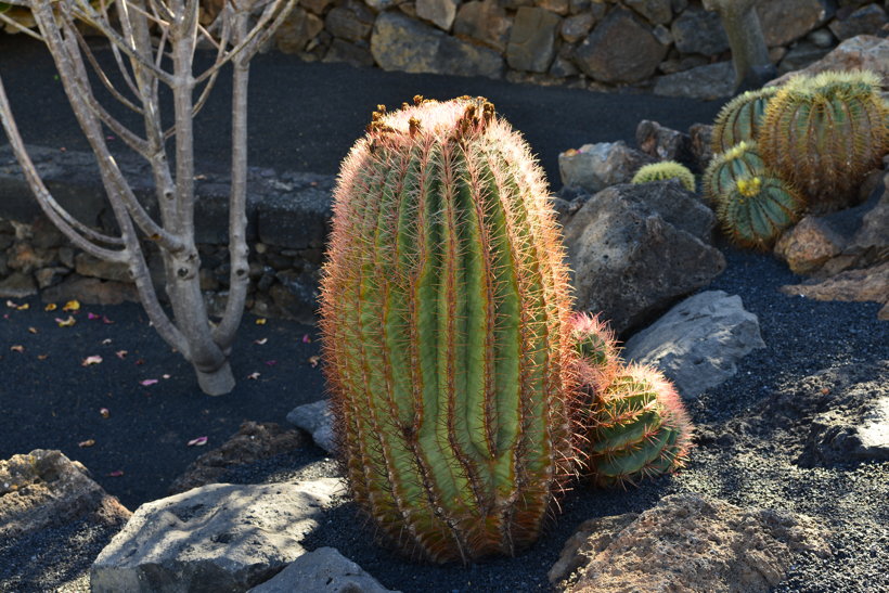 Lanzarote Guatiza Jardín de Cactus Kaktusgarten César Manrique 