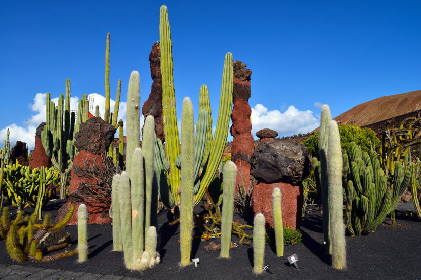 Lanzarote Guatiza Jardín de Cactus Kaktusgarten César Manrique 