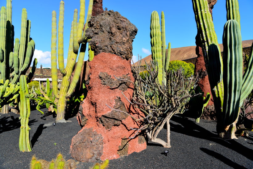 Lanzarote Guatiza Jardín de Cactus Kaktusgarten César Manrique 