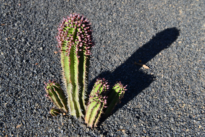 Lanzarote Guatiza Jardín de Cactus Kaktusgarten César Manrique 