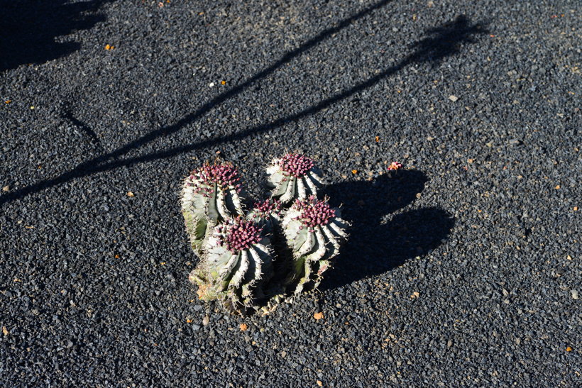 Lanzarote Guatiza Jardín de Cactus Kaktusgarten César Manrique 