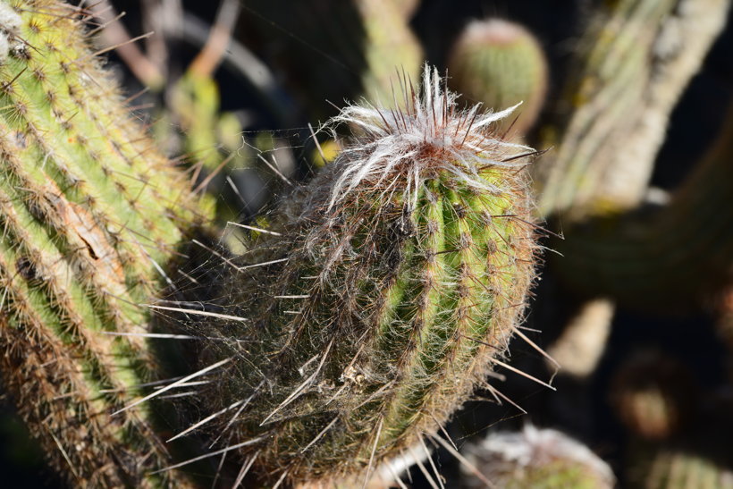 Lanzarote Guatiza Jardín de Cactus Kaktusgarten César Manrique 