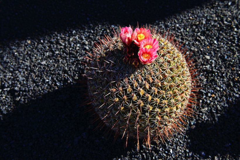 Lanzarote Guatiza Jardín de Cactus Kaktusgarten César Manrique 