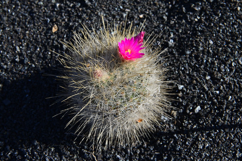 Lanzarote Guatiza Jardín de Cactus Kaktusgarten César Manrique 