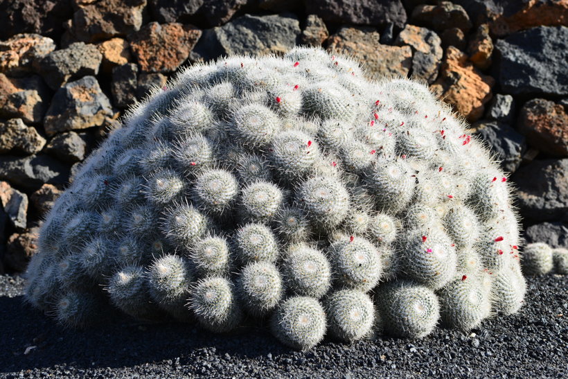 Lanzarote Guatiza Jardín de Cactus Kaktusgarten César Manrique 