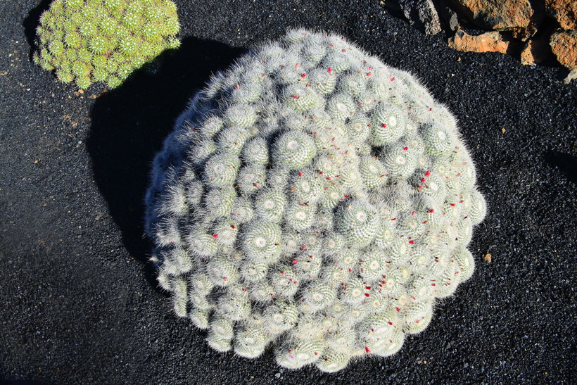 Lanzarote Guatiza Jardín de Cactus Kaktusgarten César Manrique 