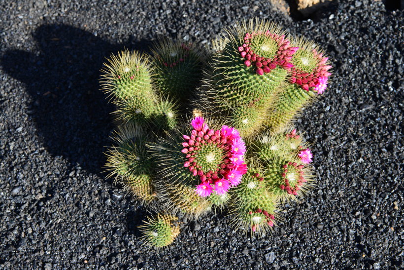 Lanzarote Guatiza Jardín de Cactus Kaktusgarten César Manrique 