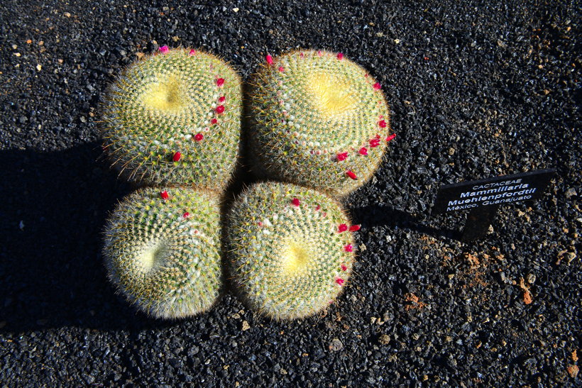 Lanzarote Guatiza Jardín de Cactus Kaktusgarten César Manrique 