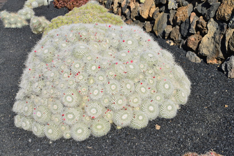 Lanzarote Guatiza Jardín de Cactus Kaktusgarten César Manrique 