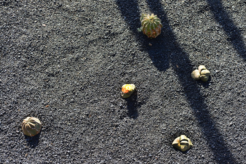 Lanzarote Guatiza Jardín de Cactus Kaktusgarten César Manrique 