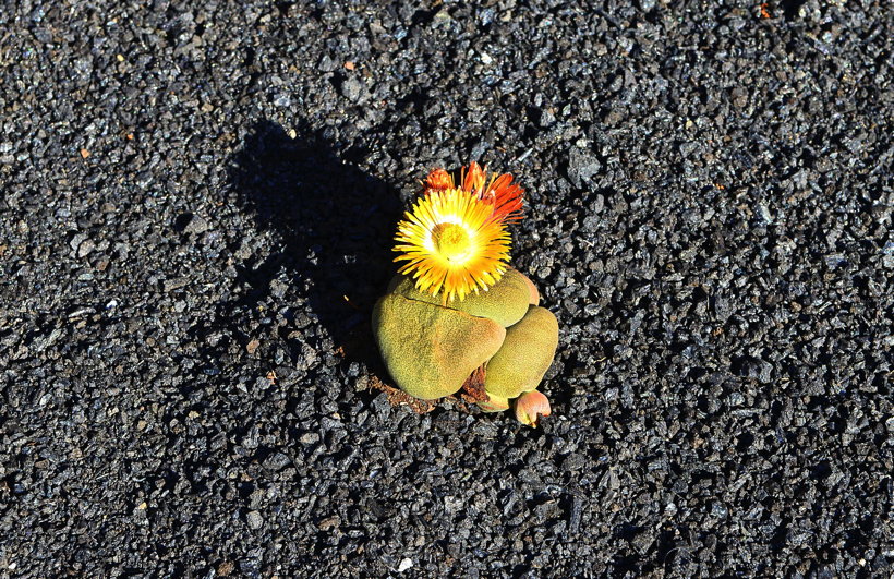 Lanzarote Guatiza Jardín de Cactus Kaktusgarten César Manrique 