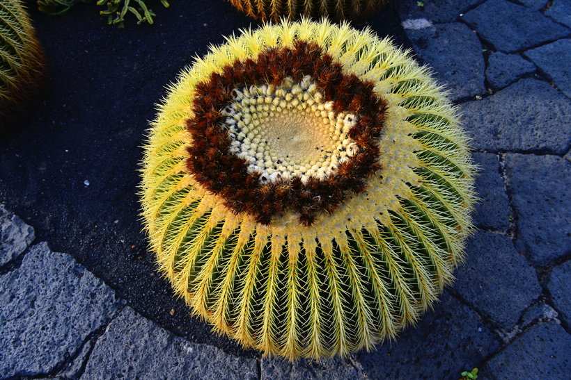 Lanzarote Guatiza Jardín de Cactus Kaktusgarten César Manrique 