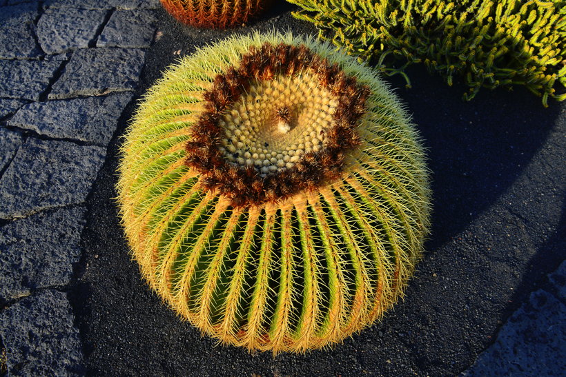 Lanzarote Guatiza Jardín de Cactus Kaktusgarten César Manrique 