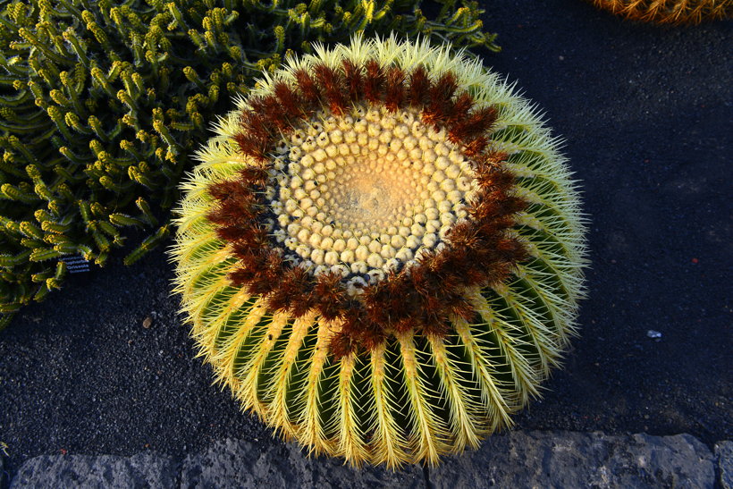 Lanzarote Guatiza Jardín de Cactus Kaktusgarten César Manrique 