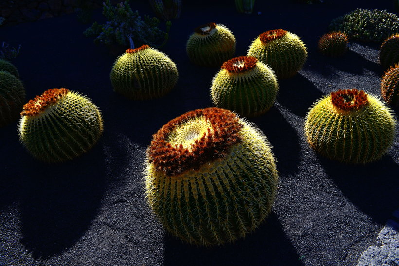 Lanzarote Guatiza Jardín de Cactus Kaktusgarten César Manrique 
