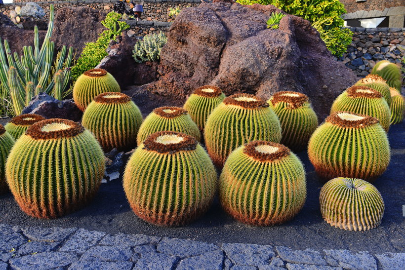 Lanzarote Guatiza Jardín de Cactus Kaktusgarten César Manrique 