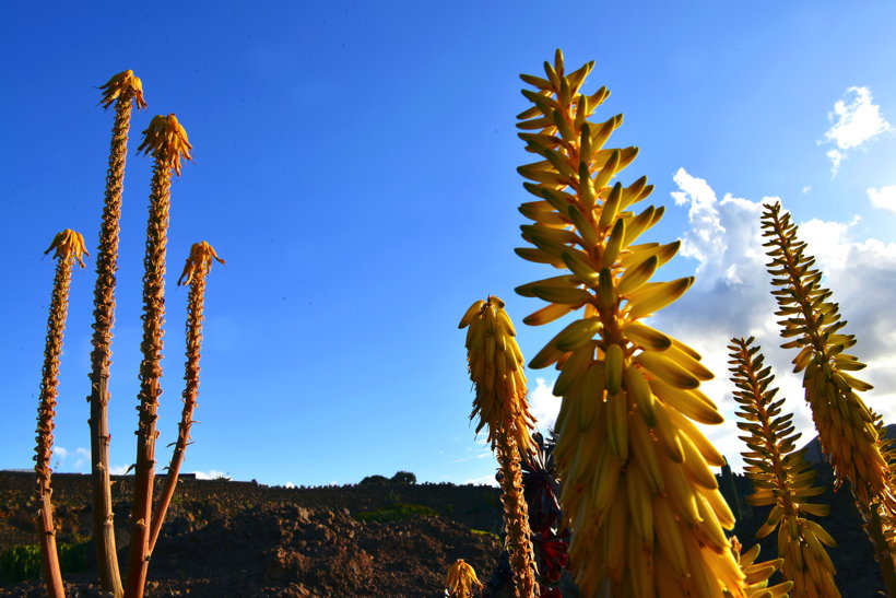 Lanzarote Guatiza Jardín de Cactus Kaktusgarten César Manrique 