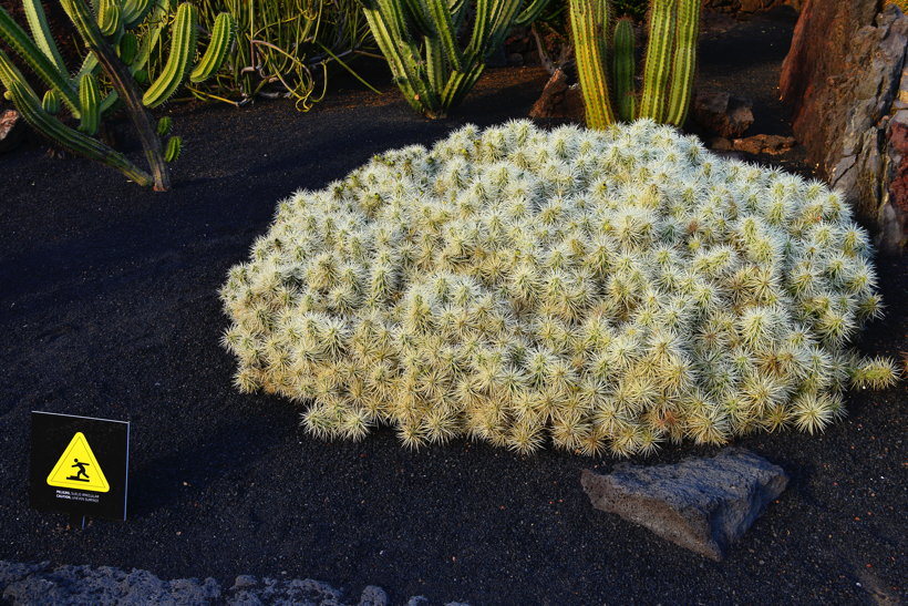 Lanzarote Guatiza Jardín de Cactus Kaktusgarten César Manrique 