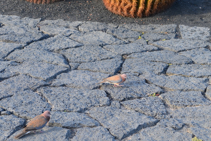 Lanzarote Guatiza Jardín de Cactus Kaktusgarten César Manrique 