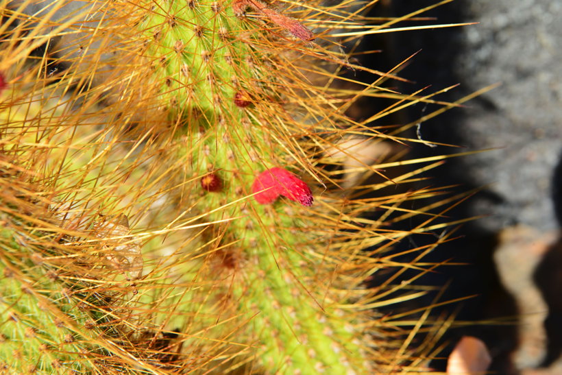 Lanzarote Guatiza Jardín de Cactus Kaktusgarten César Manrique 