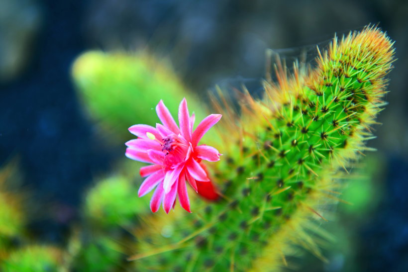 Lanzarote Guatiza Jardín de Cactus Kaktusgarten César Manrique 