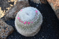 Lanzarote Guatiza Jardín de Cactus Kaktusgarten César Manrique 