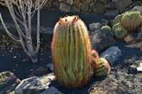 Lanzarote Guatiza Jardín de Cactus Kaktusgarten César Manrique 