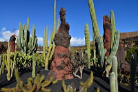 Lanzarote Guatiza Jardín de Cactus Kaktusgarten César Manrique 