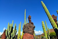 Lanzarote Guatiza Jardín de Cactus Kaktusgarten César Manrique 