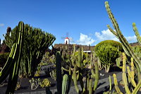 Lanzarote Guatiza Jardín de Cactus Kaktusgarten César Manrique 