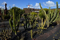 Lanzarote Guatiza Jardín de Cactus Kaktusgarten César Manrique 