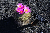 Lanzarote Guatiza Jardín de Cactus Kaktusgarten César Manrique 