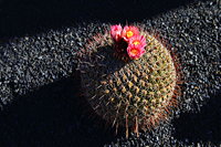 Lanzarote Guatiza Jardín de Cactus Kaktusgarten César Manrique 