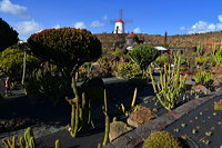 Lanzarote Guatiza Jardín de Cactus Kaktusgarten César Manrique 