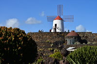 Lanzarote Guatiza Jardín de Cactus Kaktusgarten César Manrique 