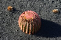 Lanzarote Guatiza Jardín de Cactus Kaktusgarten César Manrique 