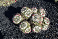 Lanzarote Guatiza Jardín de Cactus Kaktusgarten César Manrique 