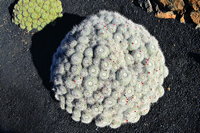 Lanzarote Guatiza Jardín de Cactus Kaktusgarten César Manrique 