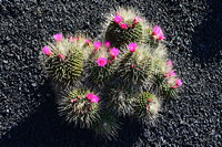 Lanzarote Guatiza Jardín de Cactus Kaktusgarten César Manrique 