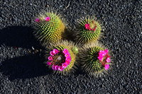 Lanzarote Guatiza Jardín de Cactus Kaktusgarten César Manrique 