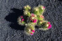 Lanzarote Guatiza Jardín de Cactus Kaktusgarten César Manrique 