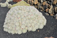 Lanzarote Guatiza Jardín de Cactus Kaktusgarten César Manrique 