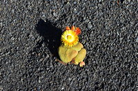 Lanzarote Guatiza Jardín de Cactus Kaktusgarten César Manrique 